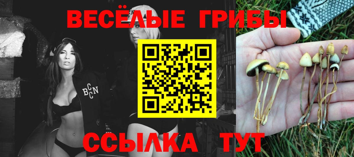 Псилоцибиновые грибы Psilocybe Канск